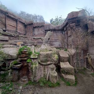 Tiger exhibit - Santiago zoo (Zoologico nacional)