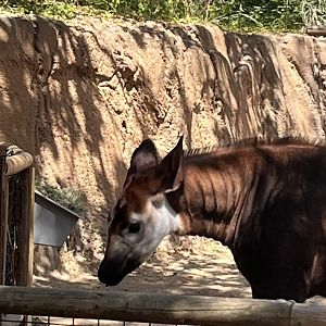 Juvenile Okapi