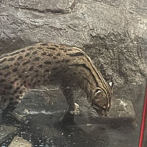 Fishing Cat
