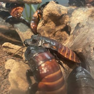 Madagascar Hissing Cockroach