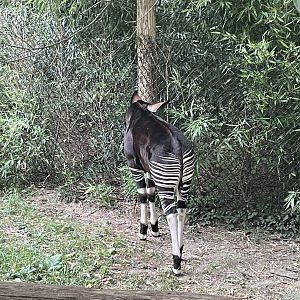 Baby Okapi