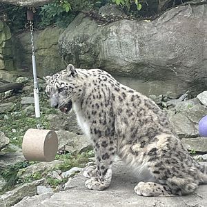 Snow Leopard