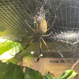 Florida Orb Weaver