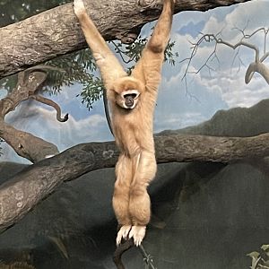 White Handed Gibbon