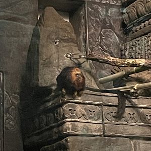 Golden-Headed Lion Tamarin