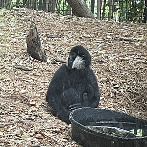 Baby Northern White Cheeked Gibbon