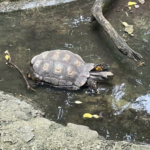 Burmese Brown Mountain Tortoise