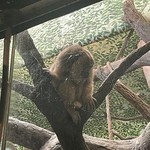 Black Howler Monkey