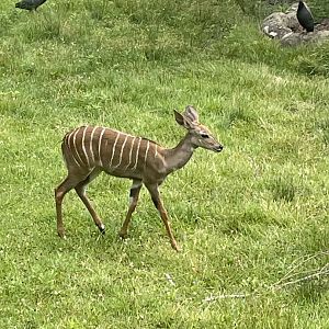 Baby Lesser Kudu