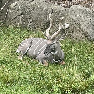 Hobbs the Male Lesser Kudu