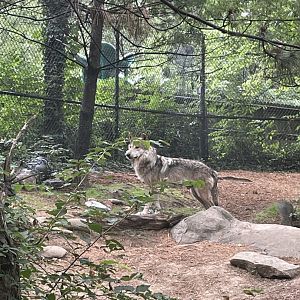Mexican Grey Wolf