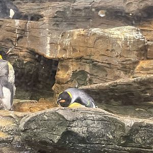 King Penguin