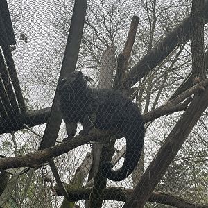 Bearcat (AKA Binturong)