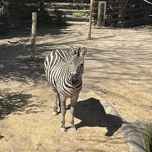 Plains Zebra