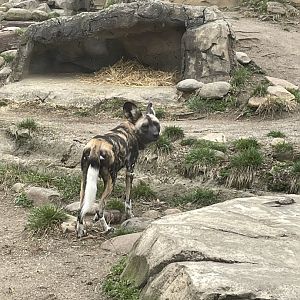 African Painted Dog
