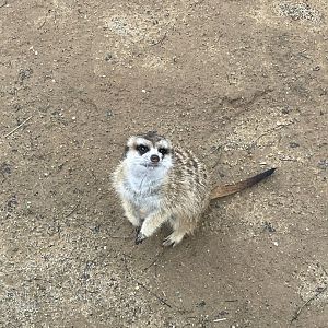 Slender-Tailed Meerkat