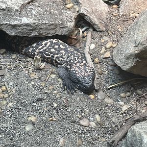 Gila Monster