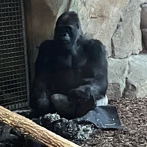 Silverback Western Lowland Gorilla