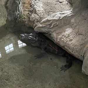 Chinese Alligator