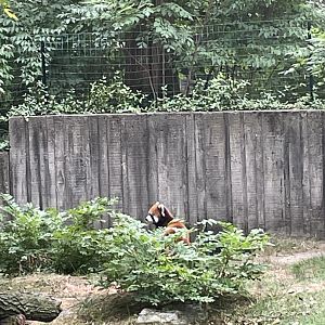 Red Panda