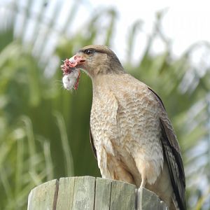 My very first sight at Buin zoo