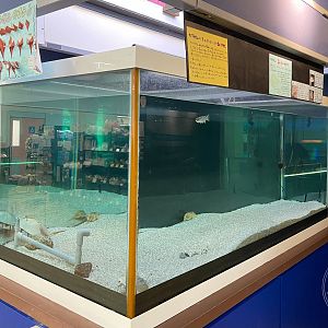 Horseshoe Crab Tank