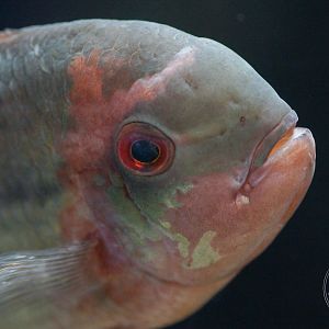 Chocolate Cichlid (Hypselecara sp.?)