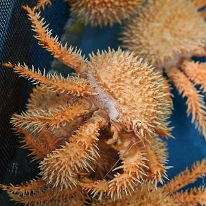 Lithodid Crab (Paralomis hystrix)