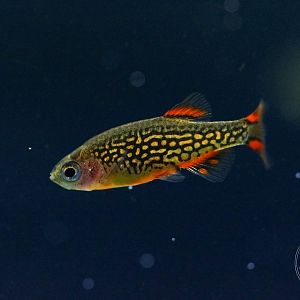 Galaxy Rasbora (Danio margaritatus)