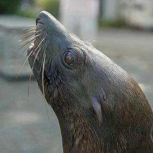 South American Furseal (Arctocephalus australis)