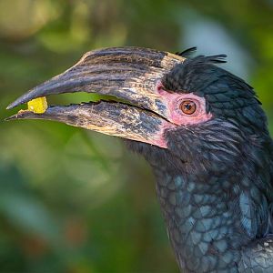 Trumpeter Hornbill (Bycanistes Bucinator)