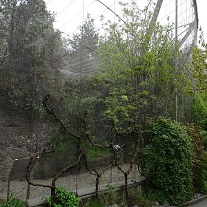 Waldrapp aviary