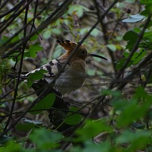 Eurasian hoopoe (Upupa epops)