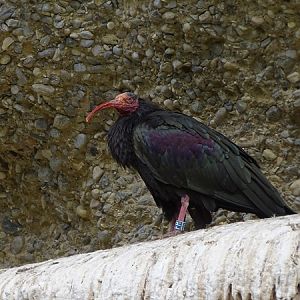 Waldrapp (Geronticus eremita)