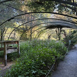 African passerine walkthrough aviary