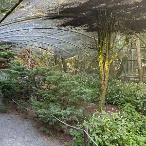 African passerine walkthrough aviary