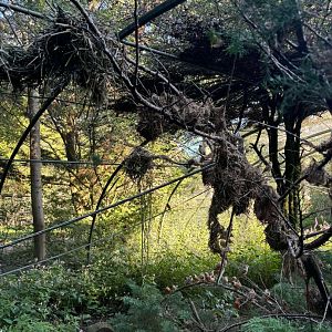 Weaver nests inside the African passerine walkthrough aviary