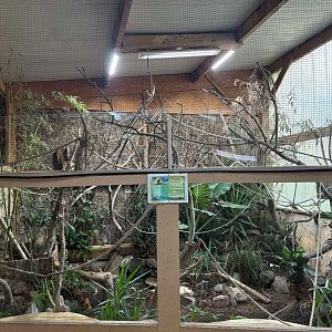New indoor Cotton-top Tamarin exhibit