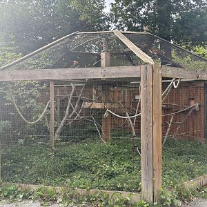 New outdoor Cotton-top Tamarin exhibit
