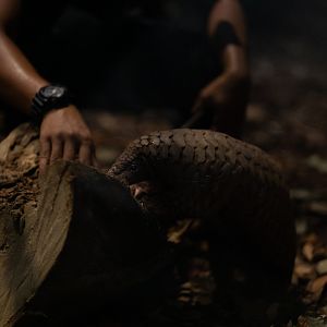 Sunda Pangolin (Manis javanica)