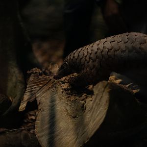 Sunda Pangolin (Manis javanica)