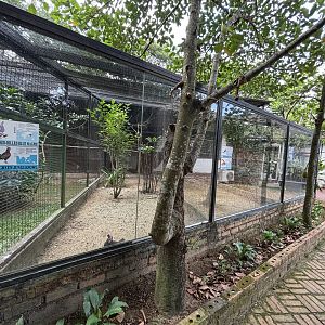 Red-billed Blue Magpie + Junglefowl Aviary