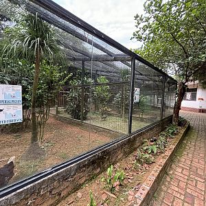 Pied Imperial Pigeon + Crested Fireback Aviary