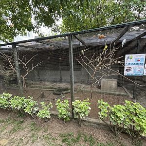 Blue-breasted Quail/Mouse Deer/Budgie Exhibit