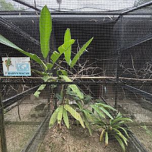 Hahn’s Macaw Aviary