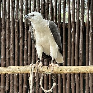 White-bellied Sea Eagle