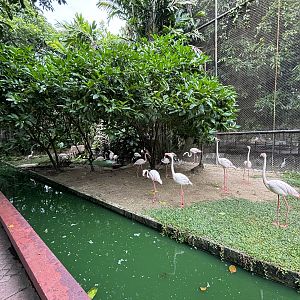 Greater Flamingo Exhibit