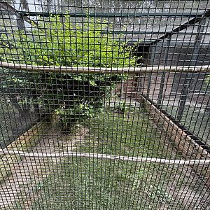 Asian Pied Starling + Siamese Fireback Aviary