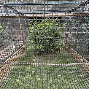 Palawan Peacock Pheasant + Greater Glossy Starling Aviary