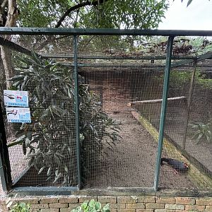 Common Koel + Siamese Fireback Aviary